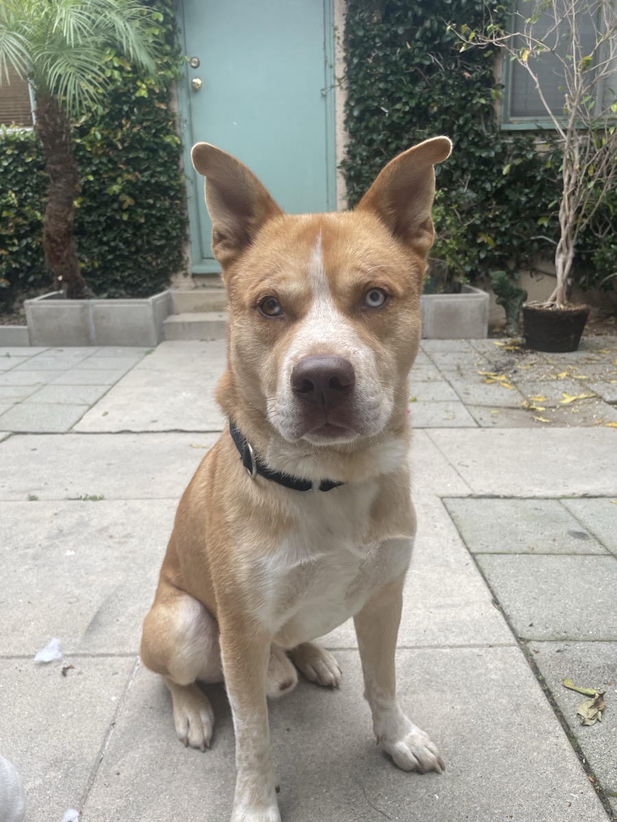 Pablo looking up with big, hopeful eyes