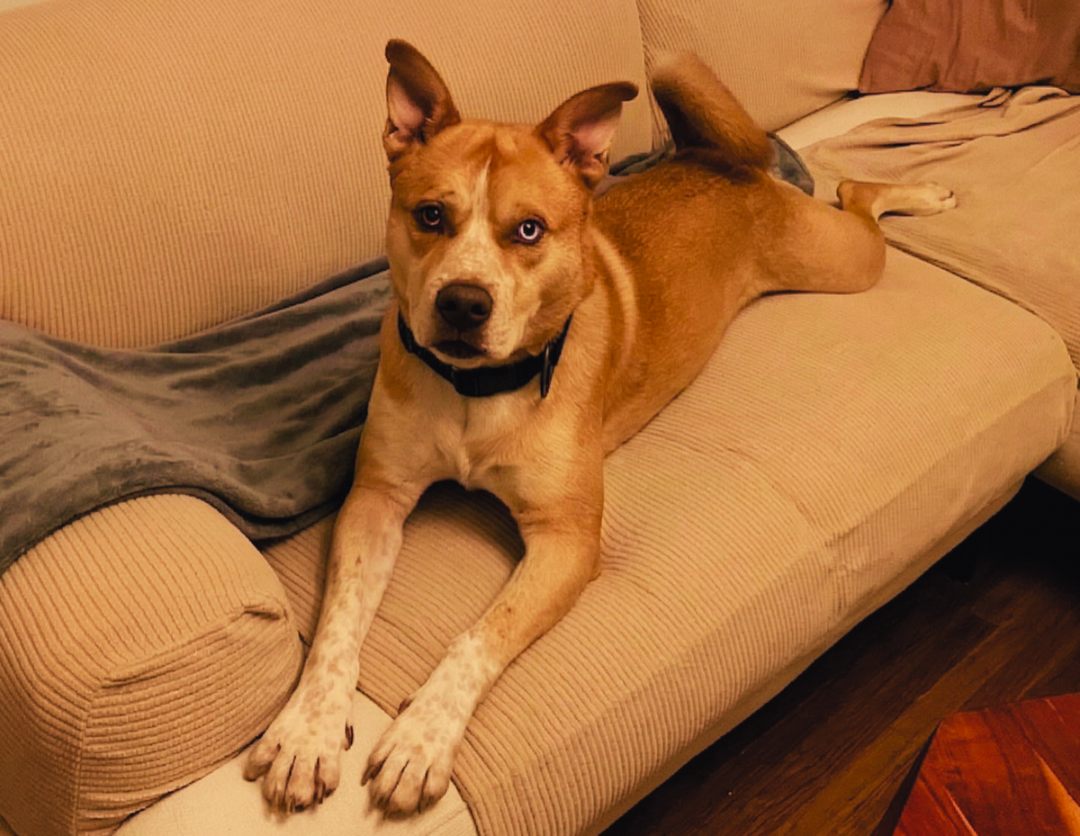 Pablo relaxing on the couch